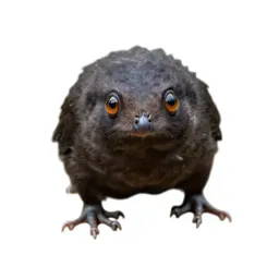 Lantern-eyed swamp wisp