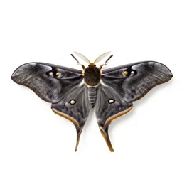 Luna moth