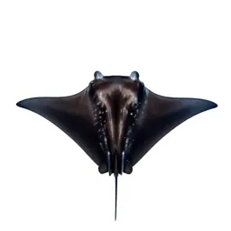 Manta ray gliding