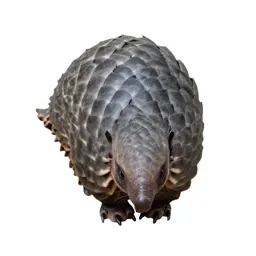 Pangolin