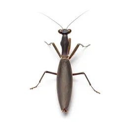 Praying mantis