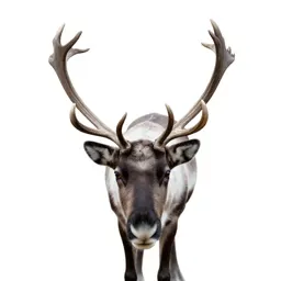 Reindeer with full antlers