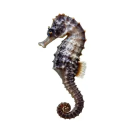 Seahorse