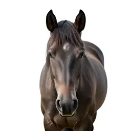 Shire horse