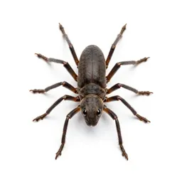 Six-legged desert strider