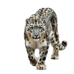 Snow leopard mid-prowl