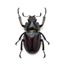 Stag beetle
