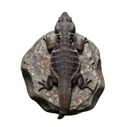 Tuatara on a rock