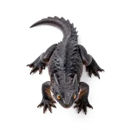 Young wyvern