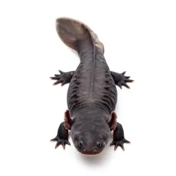 Axolotl