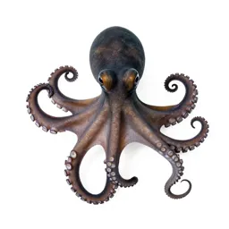 Octopus with curled arms