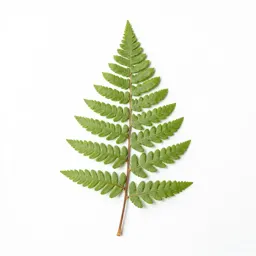 Fern fossil in shale