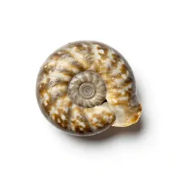 Fossilised ammonite