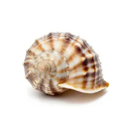 Nautilus shell