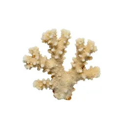 Piece of coral