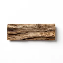 Piece of petrified wood