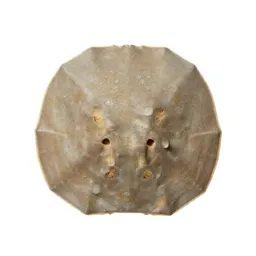 Sand dollar