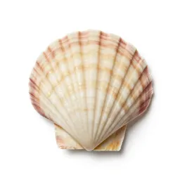 Scallop shell