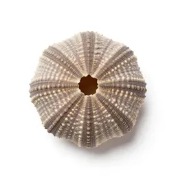 Sea urchin shell