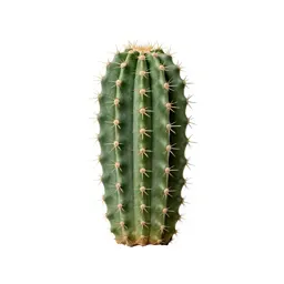 Barrel cactus