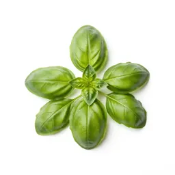 Basil plant