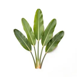 Bird of paradise plant