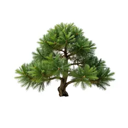Bonsai juniper