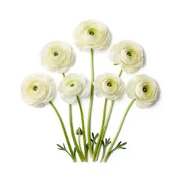 Bunch of ranunculus
