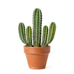 Cactus cluster in terracotta