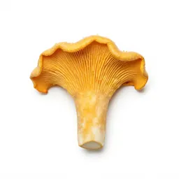 Chanterelle mushroom