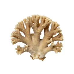 Coral fungus
