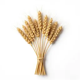Dried wheat bundle