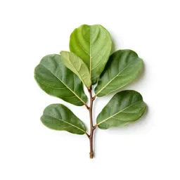 Fiddle leaf fig