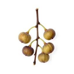 Fig branch with fruit