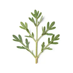 Flax bush