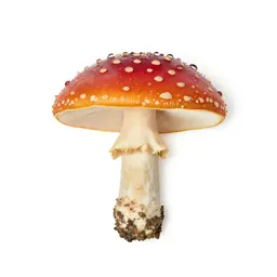Fly agaric mushroom
