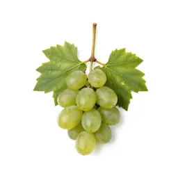 Grape vine cutting