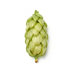 Hop flower cone