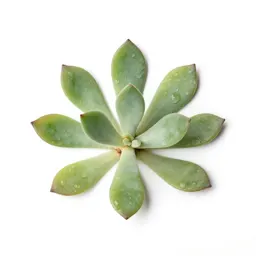 Jade plant