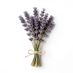 Lavender bunch tied with twine