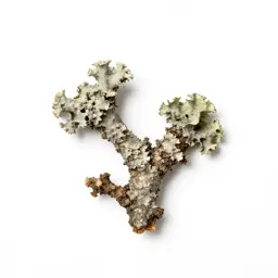 Lichen-covered twig