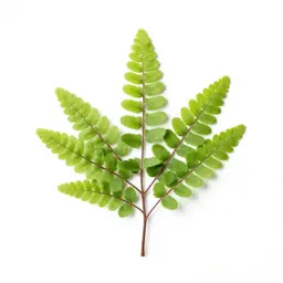 Maidenhair fern