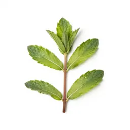 Mint cutting in water