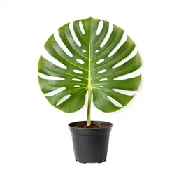 Monstera deliciosa in a pot