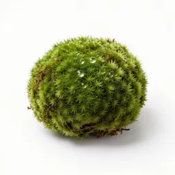 Moss ball