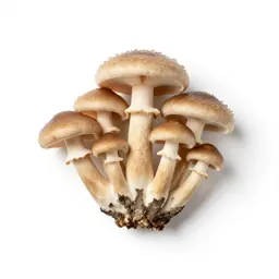 Mushroom cluster on bark