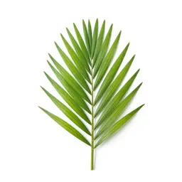 Nikau palm frond