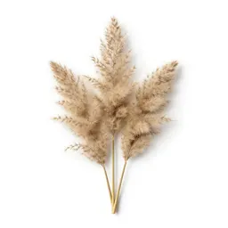 Pampas grass plume