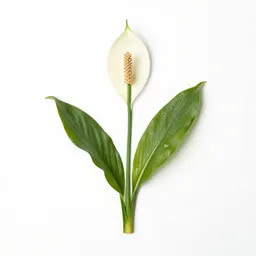 Peace lily in bloom