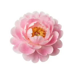 Peony in full bloom